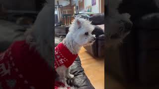 Video preview image #1 Maltese Puppy For Sale in Boonton, NJ, USA