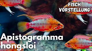 Apistogramma hongsloi - Rotstrich-Apistogramma | Liquid Nature Fisch Vorstellung