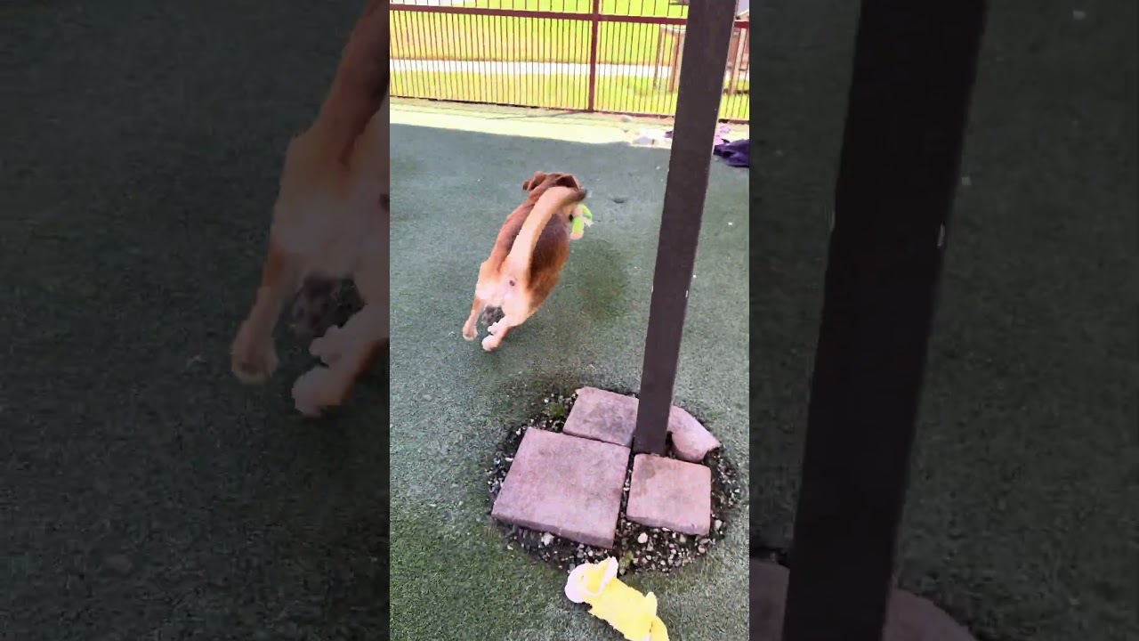 ELLIE, a Adoptable mixed breed in Upland, CA video 6/6