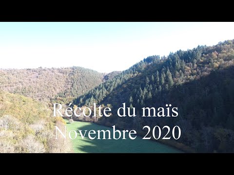 Récolte du maïs (Novembre 2020) - 09/11/2020