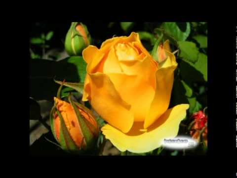 KLAPA KADENA - žuta ruža