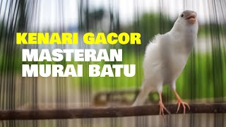 Download lagu KENARI GACOR UNTUK MASTERAN MURAI BATU... mp3