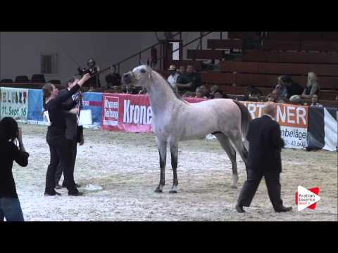 N.80 DA EL PATRON - Wels 2016 - Stallion 7-10 years old (Class 11)