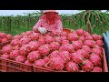 Fruit Kingdom！Amazing Fruit Harvest,  Fruit Cutting Master /水果王國！台灣水果採收, 驚人的水果切割 -火龍果, 芒果, 鳳梨, 西瓜 DEFAULT Thumbnail