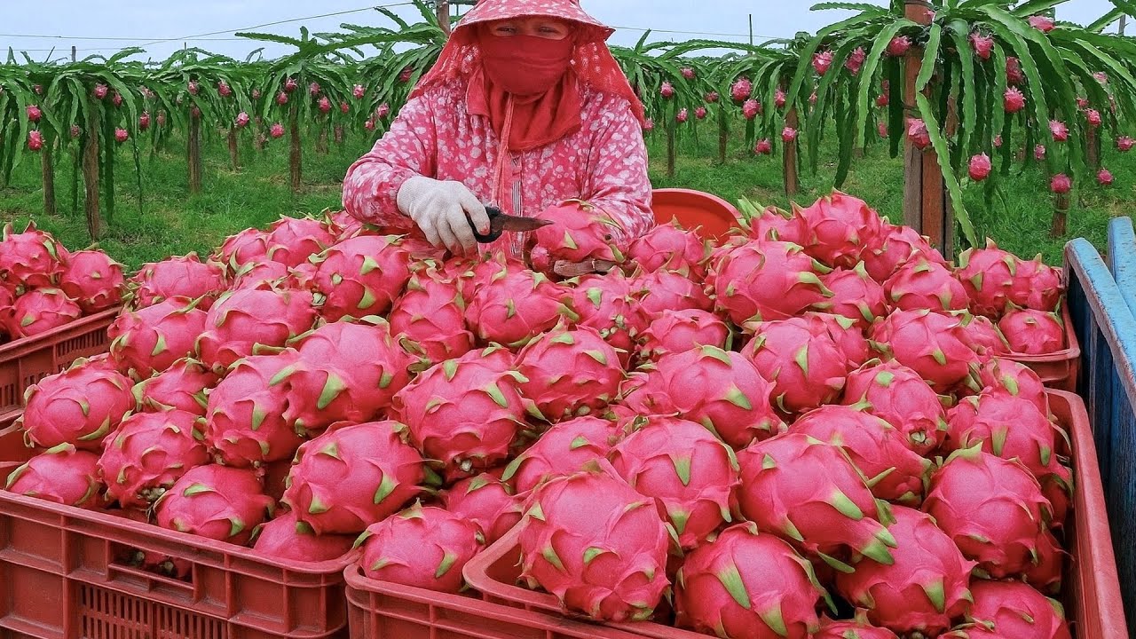 Fruit Kingdom！Amazing Fruit Harvest,  Fruit Cutting Master /水果王國！台灣水果採收, 驚人的水果切割 -火龍果, 芒果, 鳳梨, 西瓜