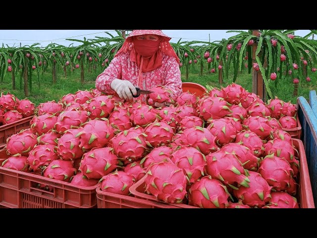 Fruit Kingdom！Amazing Fruit Harvest,  Fruit Cutting Master /水果王國！台灣水果採收, 驚人的水果切割 -火龍果, 芒果, 鳳梨, 西瓜 SDDEFAULT Thumbnail