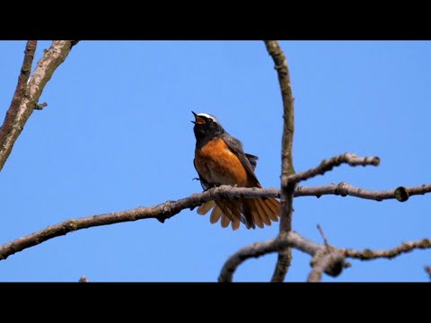 Common Redstart Singing