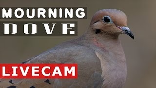 Mourning Dove  -  Incubation Day 2 - Night Vision