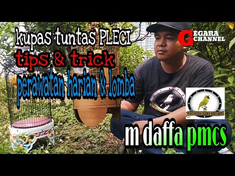 Tips & trick perawatan pleci ala M Daffa PMCS (pleci mania ciledug sekitarnya)