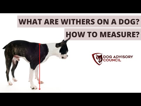 YouTube video about: How to measure a dog's height?