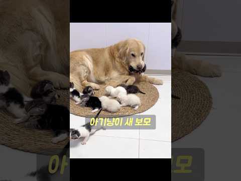 임신할 수 없었던 골든 리트리버 한 마리가 엄마가 되고 싶었던 소망을 이루게 되었다. #animals #동물키우기 #동물