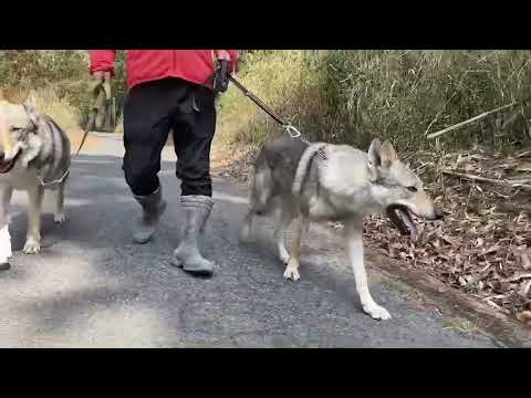 チェコスロバキアン・ウルフドッグ