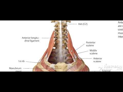 Thoracic cage