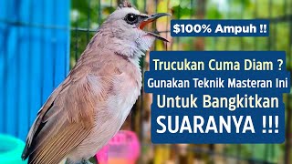 Download lagu Masteran Trucukan Gacor Ngalas Tarung Ropel Paling Bagus Untuk Pancingan Trucukan Agar Bunyi Nyaut mp3