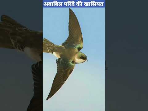 Protection of the Kaaba - Ababil Parinda #shorts