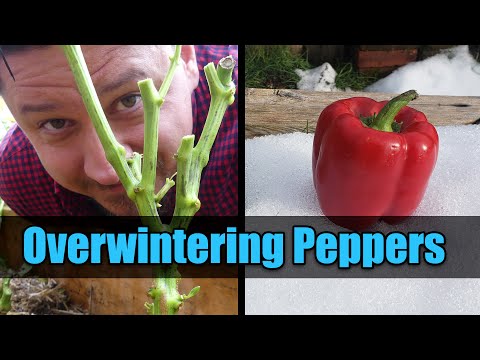 Garden Quickies Volume 1 Episodes 1 to 10