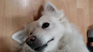 2020/12/31 Stay home stay on dad's legs【アメリカンエスキモードッグ/American Eskimo Dog】