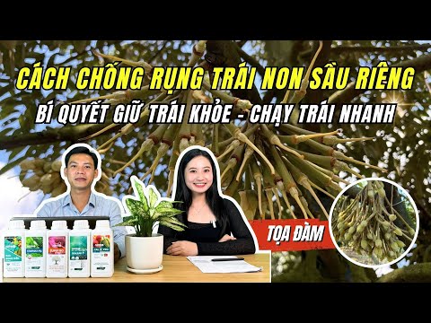 CÁCH CHỐNG RỤNG TRÁI NON SẦU RIÊNG - BÍ QUYẾT GIỮ TRÁI TỐT, CHẠY TRÁI NHANH