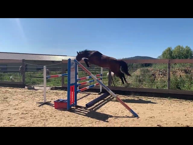 Selle Fran&ccedil;ais pour Amateur &Eacute;lite 