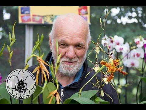 How to reproduce orchids from faded stems
