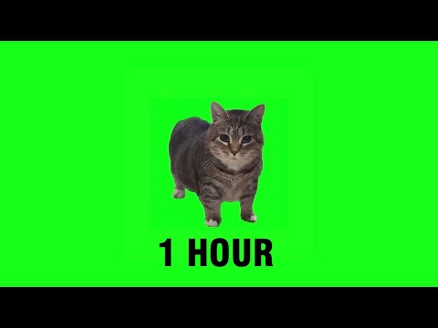 [1 HOUR] W&W - OIIA OIIA (Spinning Cat)