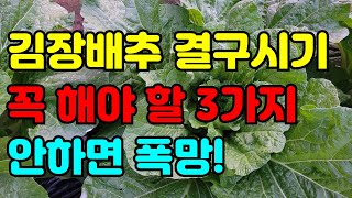 김장배추 정식 한달 꼭 해야할 3가지 일 / 물주기 병충해 무름병