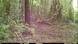 Un tapir y su cría en la reserva San Jorge de Arauco