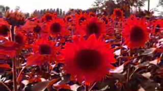 Download lagu Enne oru naalum kai vidaruthe;malayalam christian song mp3