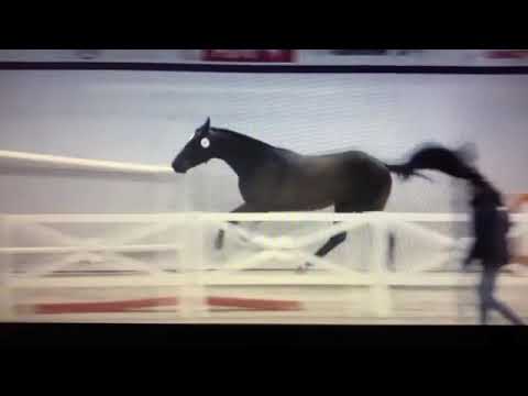 O' BLUE (Chacco Blue x Chin Chin x Baloubet du Rouet) 2019