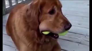 Приколы с собаками Приколы про животных Приколы с животными Fun with dogs Jokes about