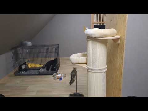 Postavme společně útulek pro kočky a psy