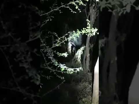 Wenn man sich seinen Spaziergang anders vorgestellt hat… | Gruselige Videos #63