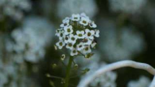 Insect Photography to The Bug Song