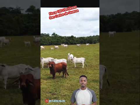 🛑 #hola...En una Finca de 160 Hectareas en San Carlos de Guaroa-Meta #colombia 🇨🇴 #enventa