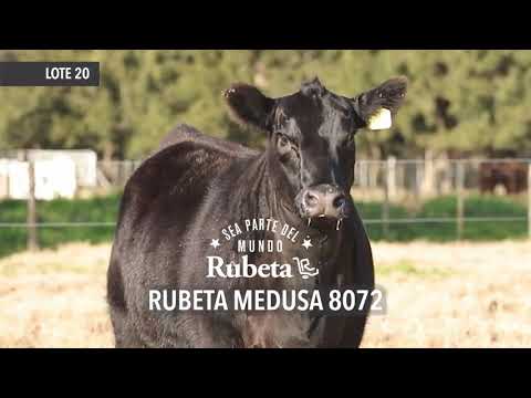 RUBETA MEDUSA 8072  - LOTE 20