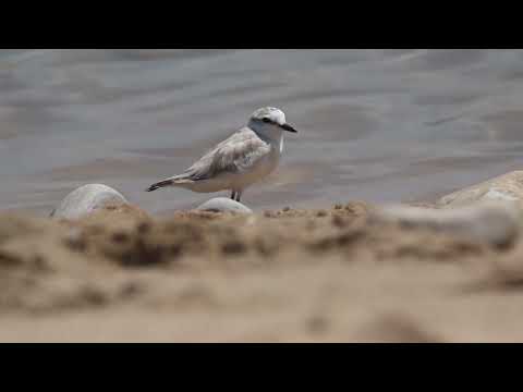 White-fronted Plover, Birding on the Garden Route