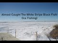 Video Thumbnail for Almost Caught The White Stripe Black Fish!(Ice Fishing)