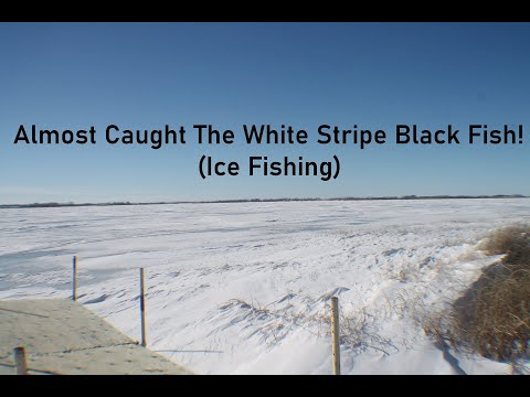 Almost Caught The White Stripe Black Fish!(Ice Fishing)