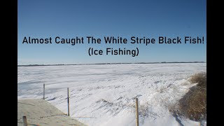 Almost Caught The White Stripe Black Fish!(Ice Fishing)