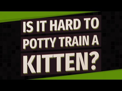 Is it hard to potty train a kitten?