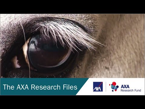 DECISION MAKING | What Can a Horse Teach Us About Safer Driving? | AXA Research Fund Video