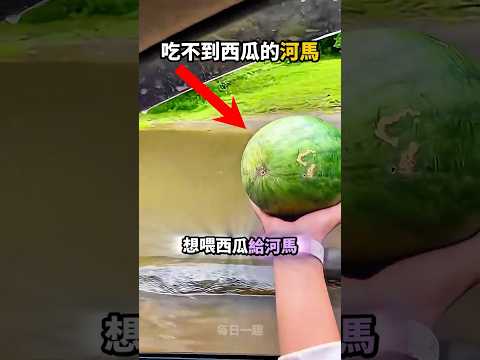 河馬想不到會被西瓜打擊