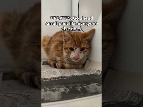 UPDATES: Even a share, a like is seen for her when is receiving medication#usa #cat #cute