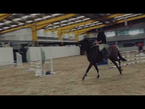 16.2hh 4 year old Bay Gelding - Event Prospect - Image 2