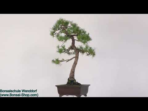 Japanische Mädchenkiefer, Bonsai, 35 Jahre, 83cm, OPINPAR351-01