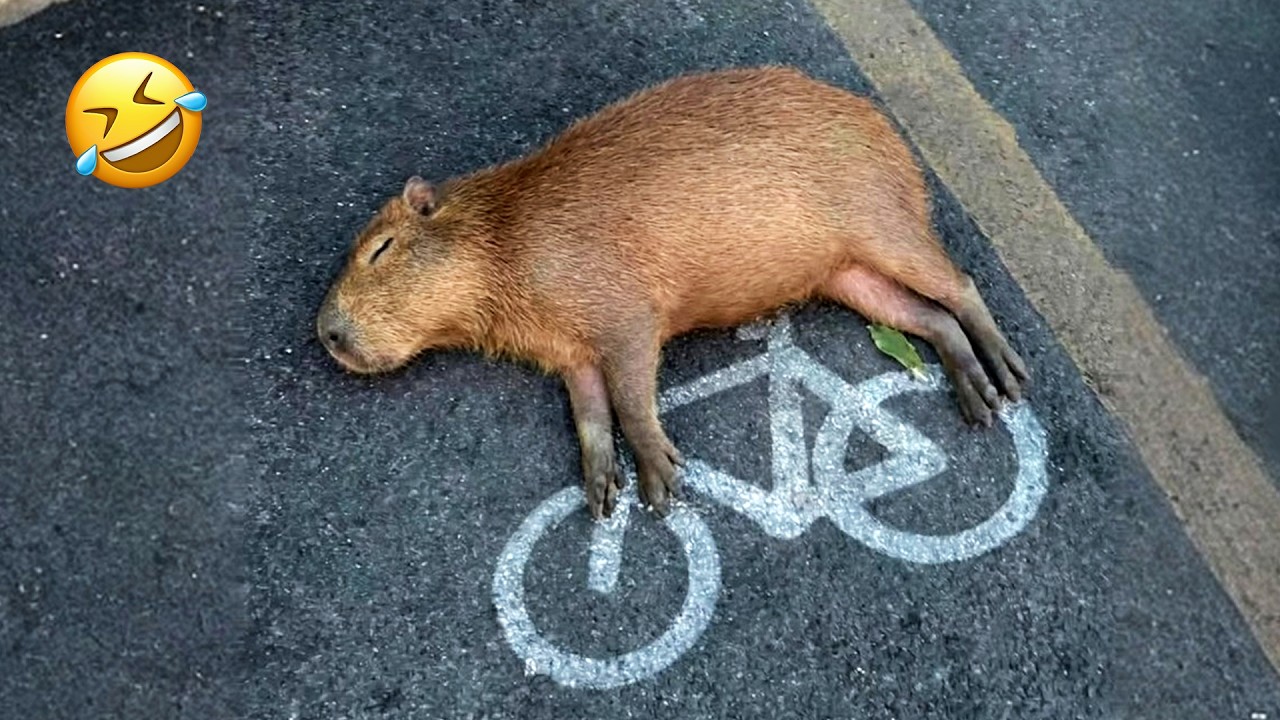 Funniest Capybara Videos Ever