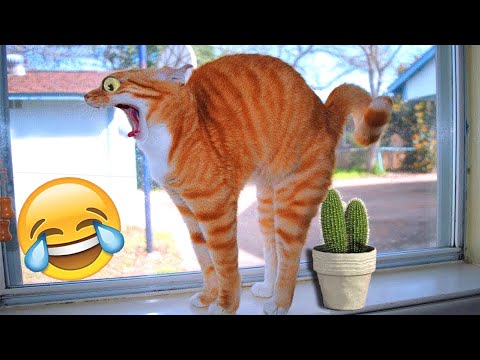 Funny Animals 2022 -  Funniest Cats and Dogs Videos 🐱🐶 Part 1