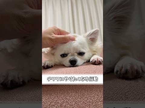 地肌でチワワの温もり堪能しよう！#いぬのいる生活