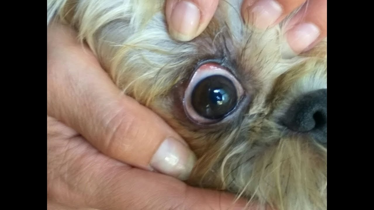 Watch PRINCIPALES URGENCIAS OCULARES Now PRINCIPALES URGENCIAS OCULARES