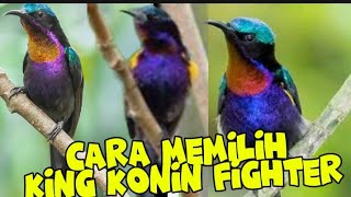 Download lagu CARA MEMILIH BURUNG KING KONIN OMBYOKAN #burungkicau mp3